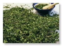 moringa