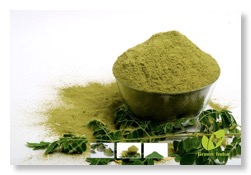 polvere di Moringa