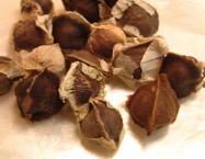 Moringa Seed